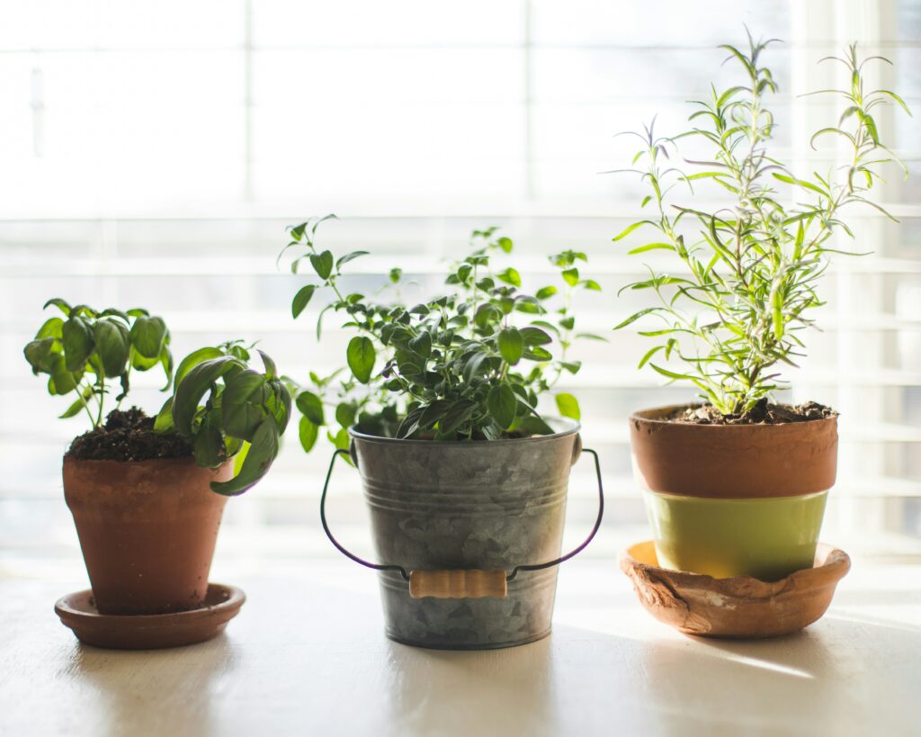quelques herbes aromatique pour pratiquer le slow life